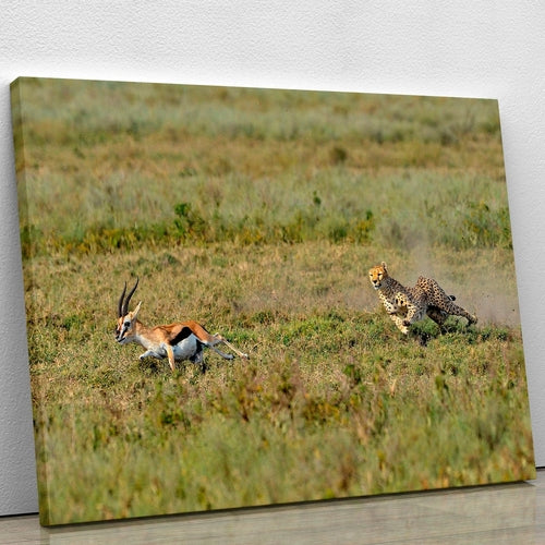 Cheetah Hunting Canvas Print or Poster