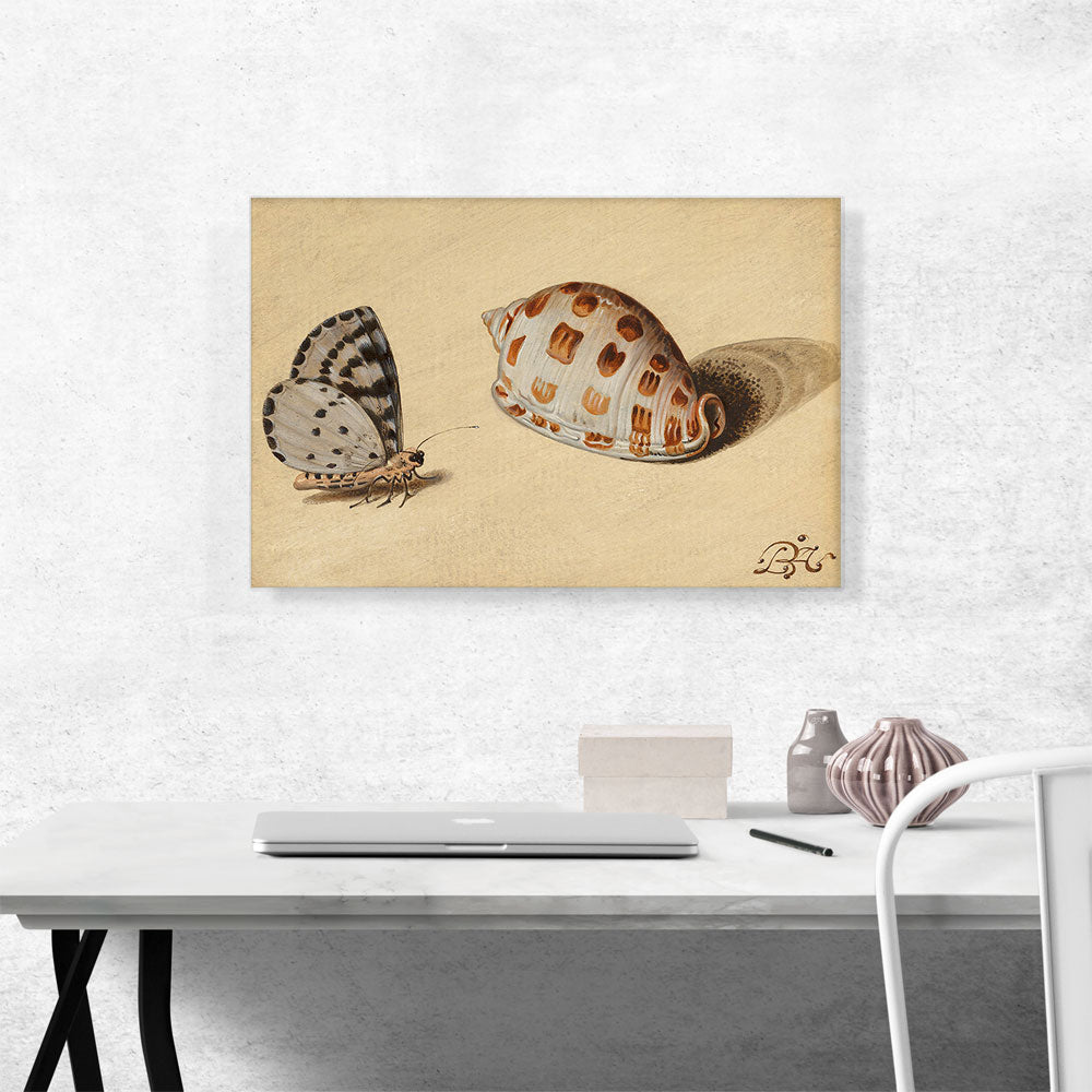 An Arrowhead Blue Butterfly and a Scotch Bonnet Sea Shell