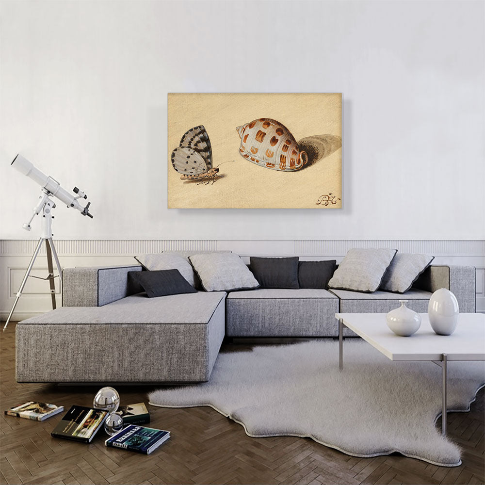 An Arrowhead Blue Butterfly and a Scotch Bonnet Sea Shell