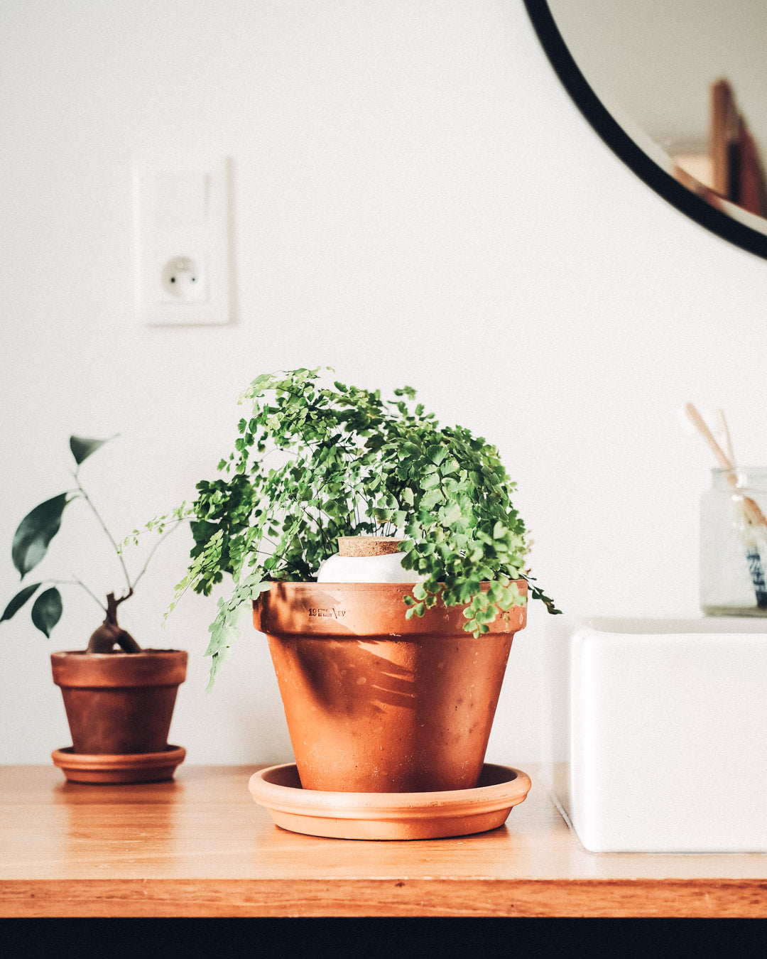 Olla de Auto Riego - Negro Cromado