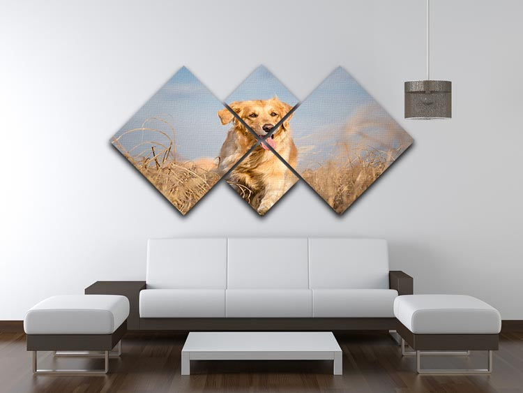 Golden retriever dog running outdoor 4 Square Multi Panel Canvas