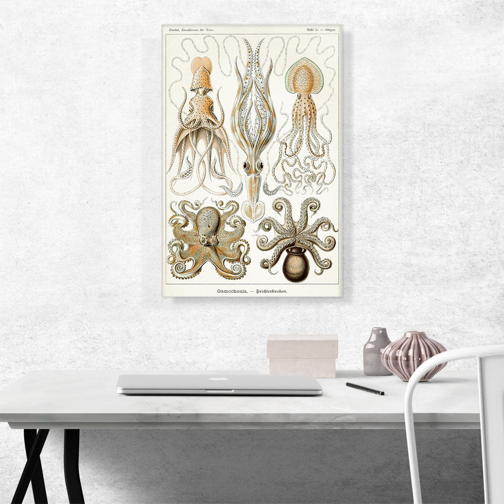 Cephalopods Squid Octopus 1899