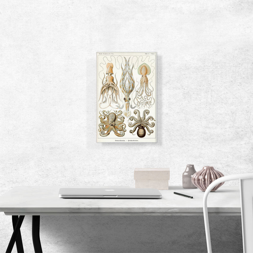 Cephalopods Squid Octopus 1899