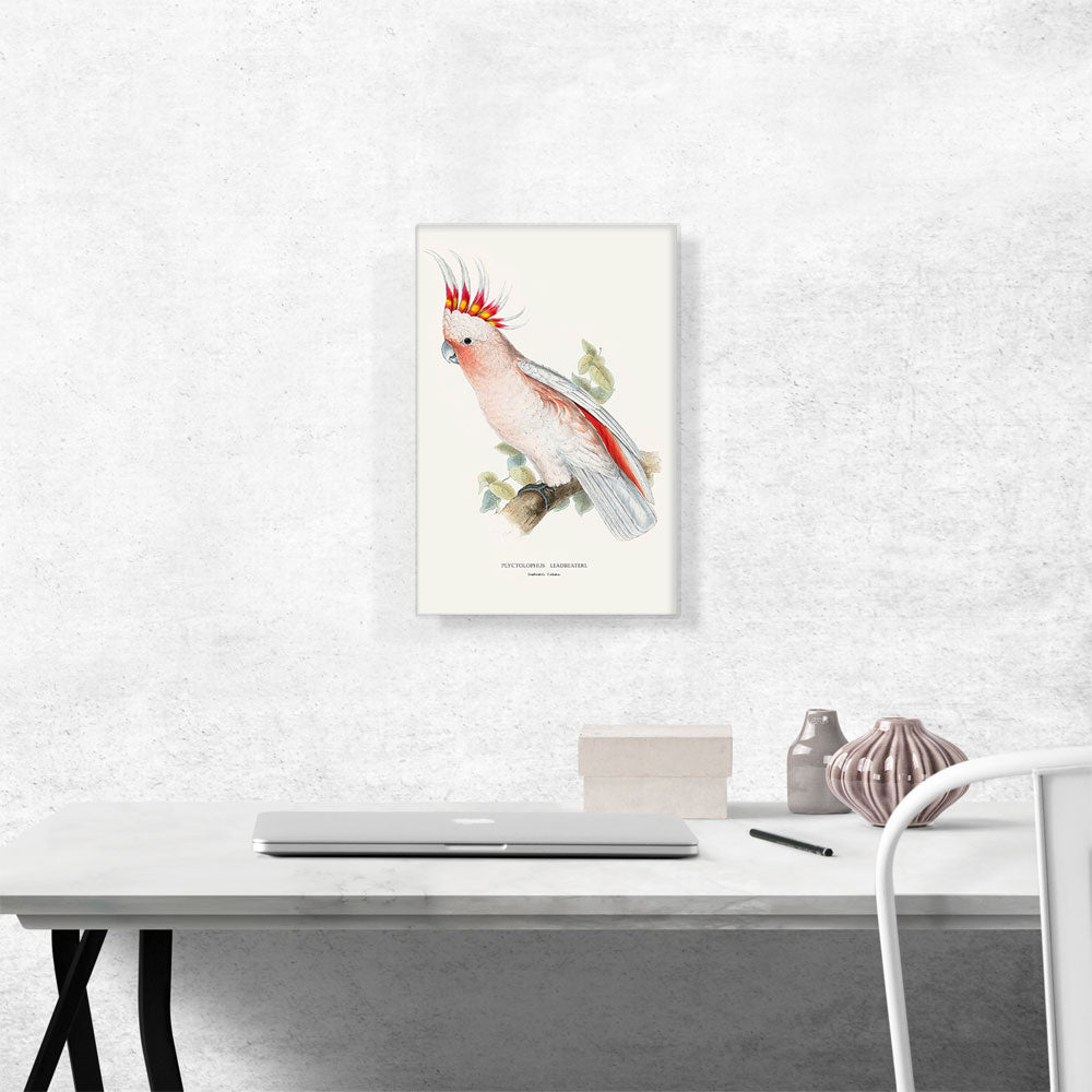 Leadbeater's Cockatoo