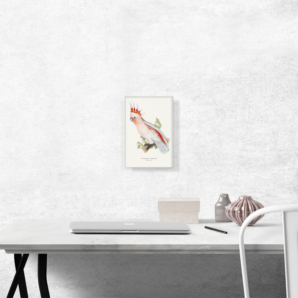 Leadbeater's Cockatoo