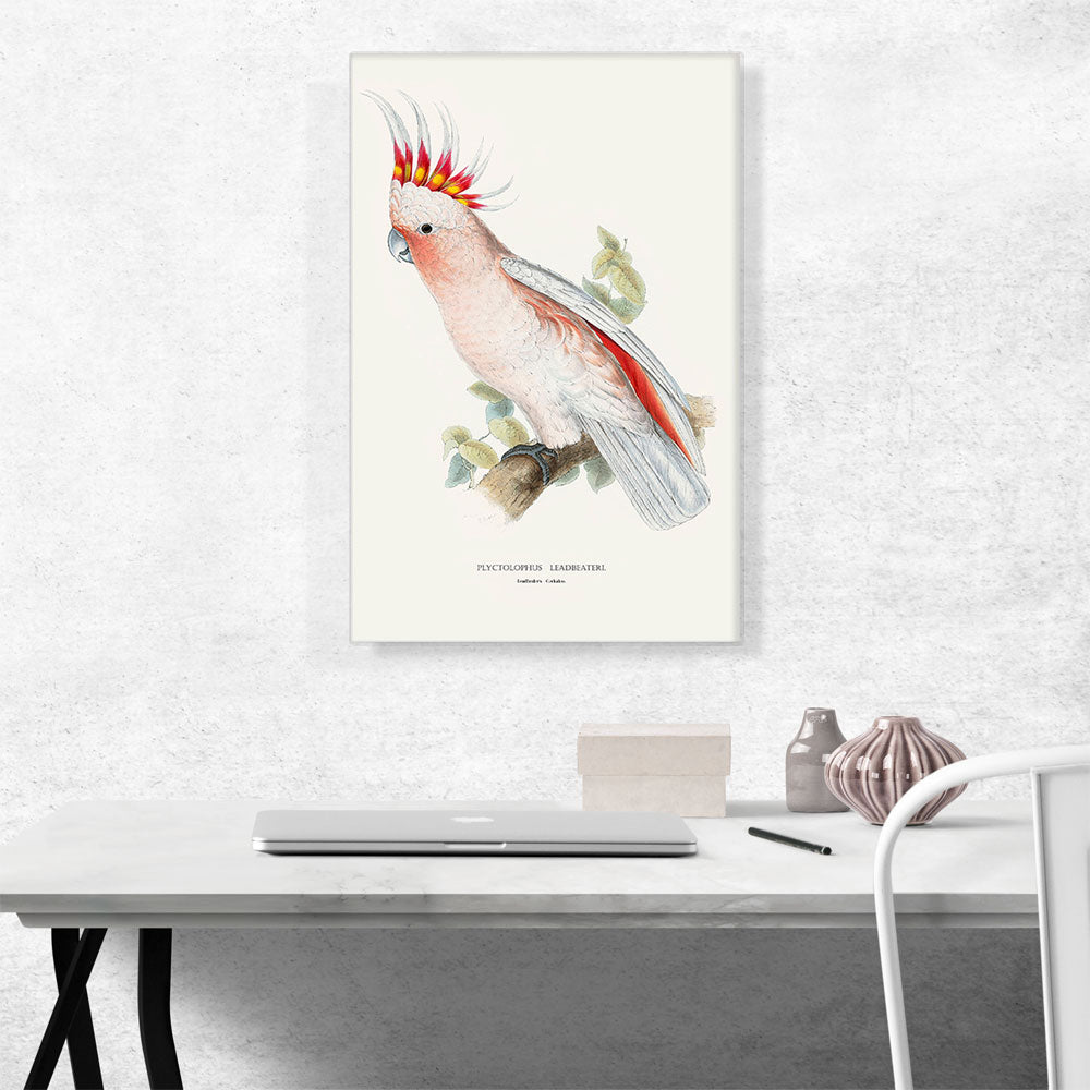 Leadbeater's Cockatoo