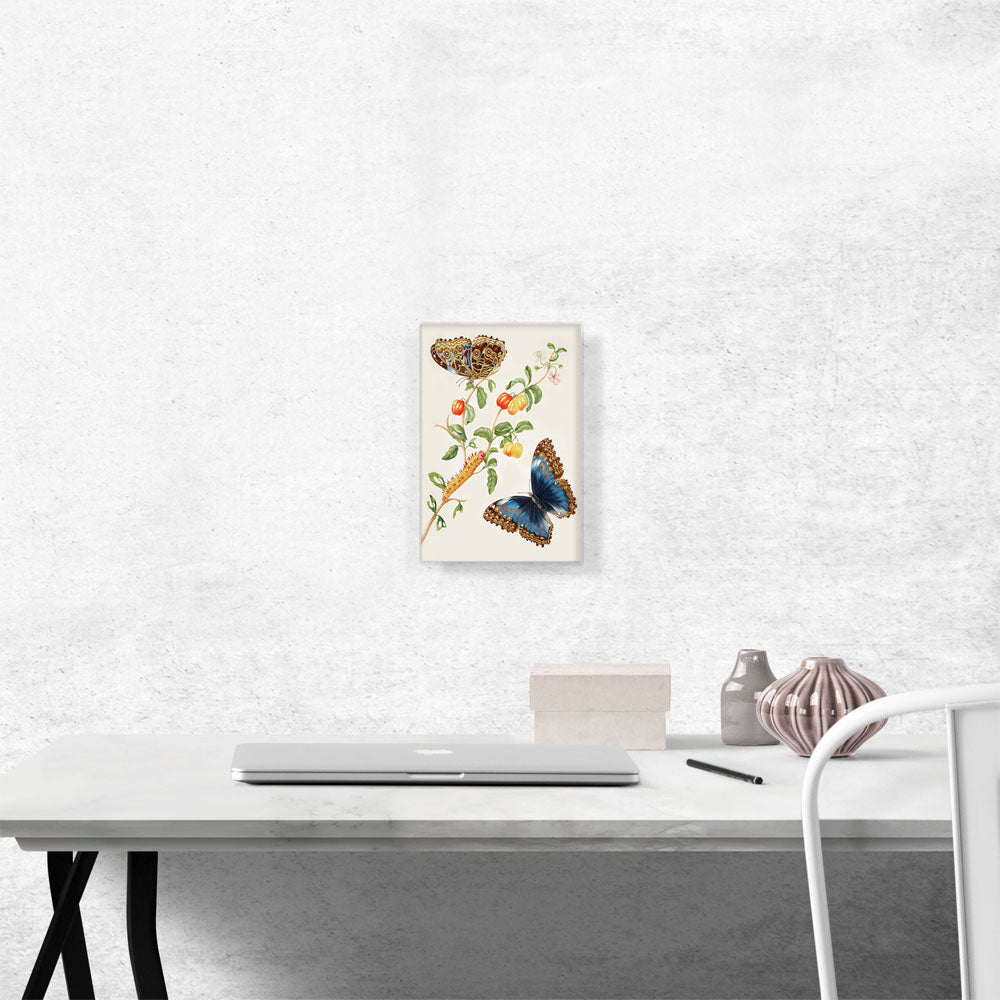 Branch Of West Indian Cherry With Achilles Morpho Butterfly 1703