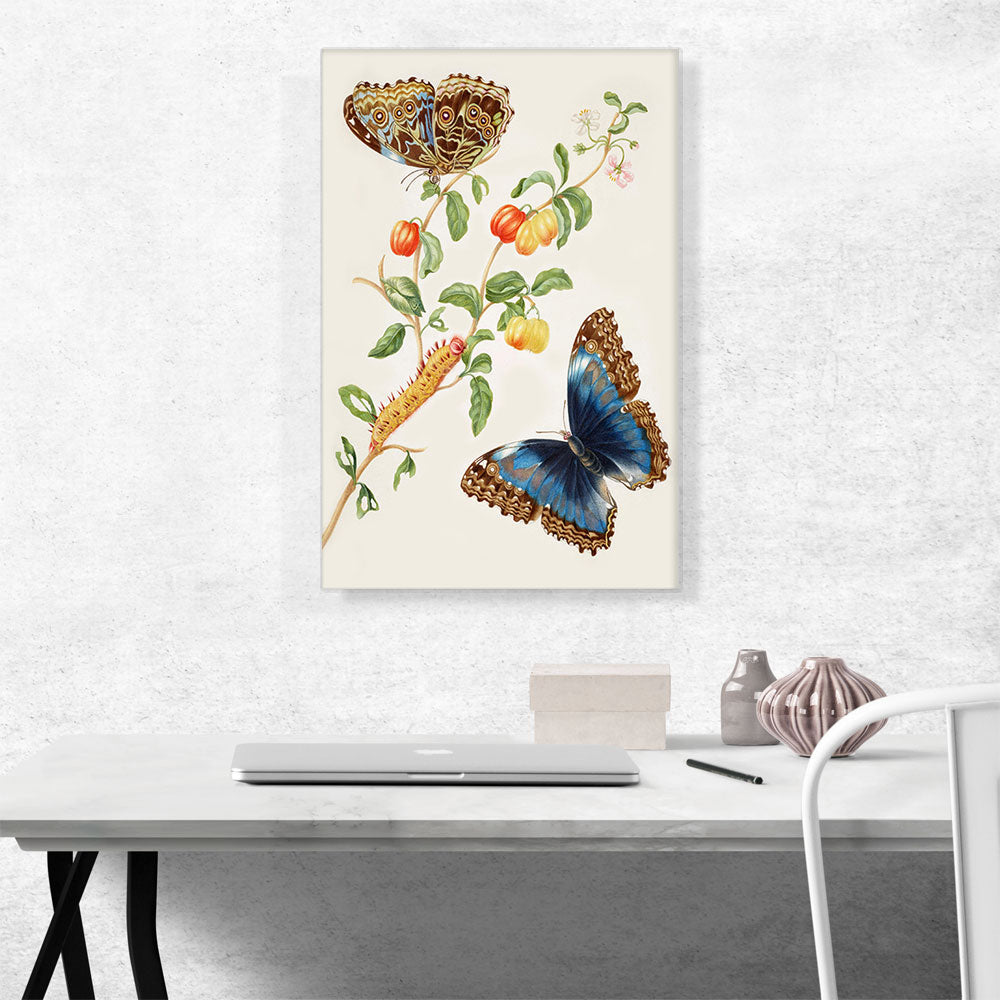 Branch Of West Indian Cherry With Achilles Morpho Butterfly 1703