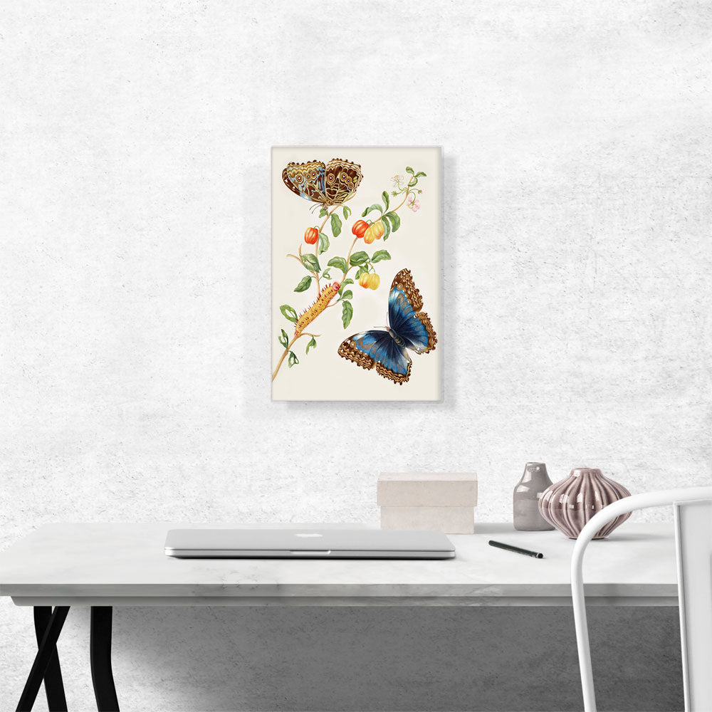 Branch Of West Indian Cherry With Achilles Morpho Butterfly 1703