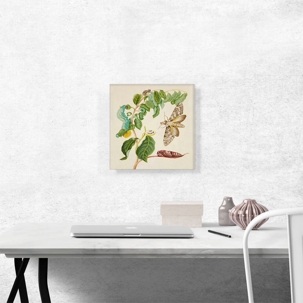 Caterpillar Chrysalis Of Cluentius Sphinx Moth Giant Sphinx Moth