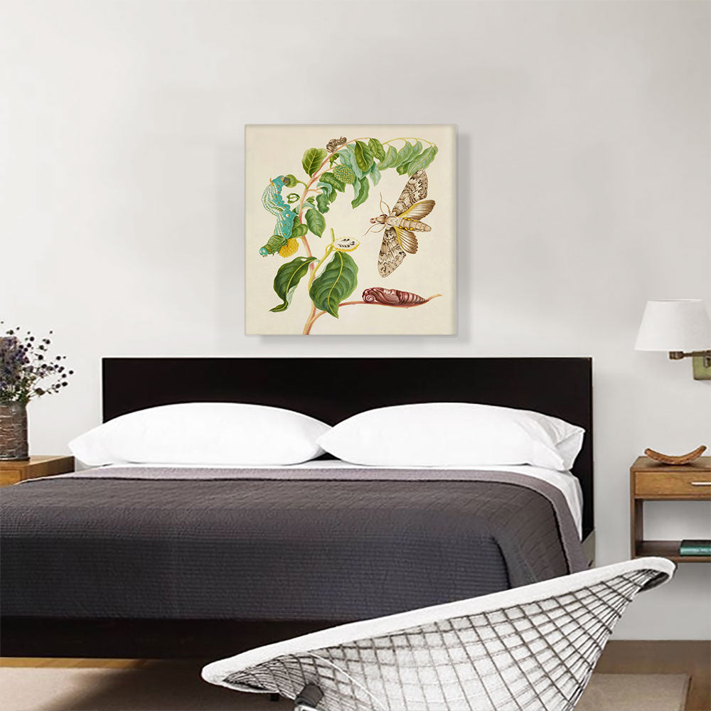 Caterpillar Chrysalis Of Cluentius Sphinx Moth Giant Sphinx Moth