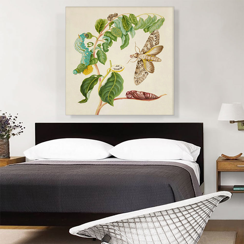 Caterpillar Chrysalis Of Cluentius Sphinx Moth Giant Sphinx Moth