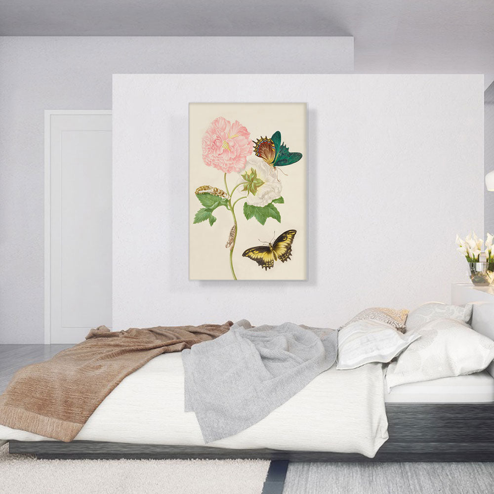 Confederate Rose With Androgeus Swallowtail Butterfly 1702