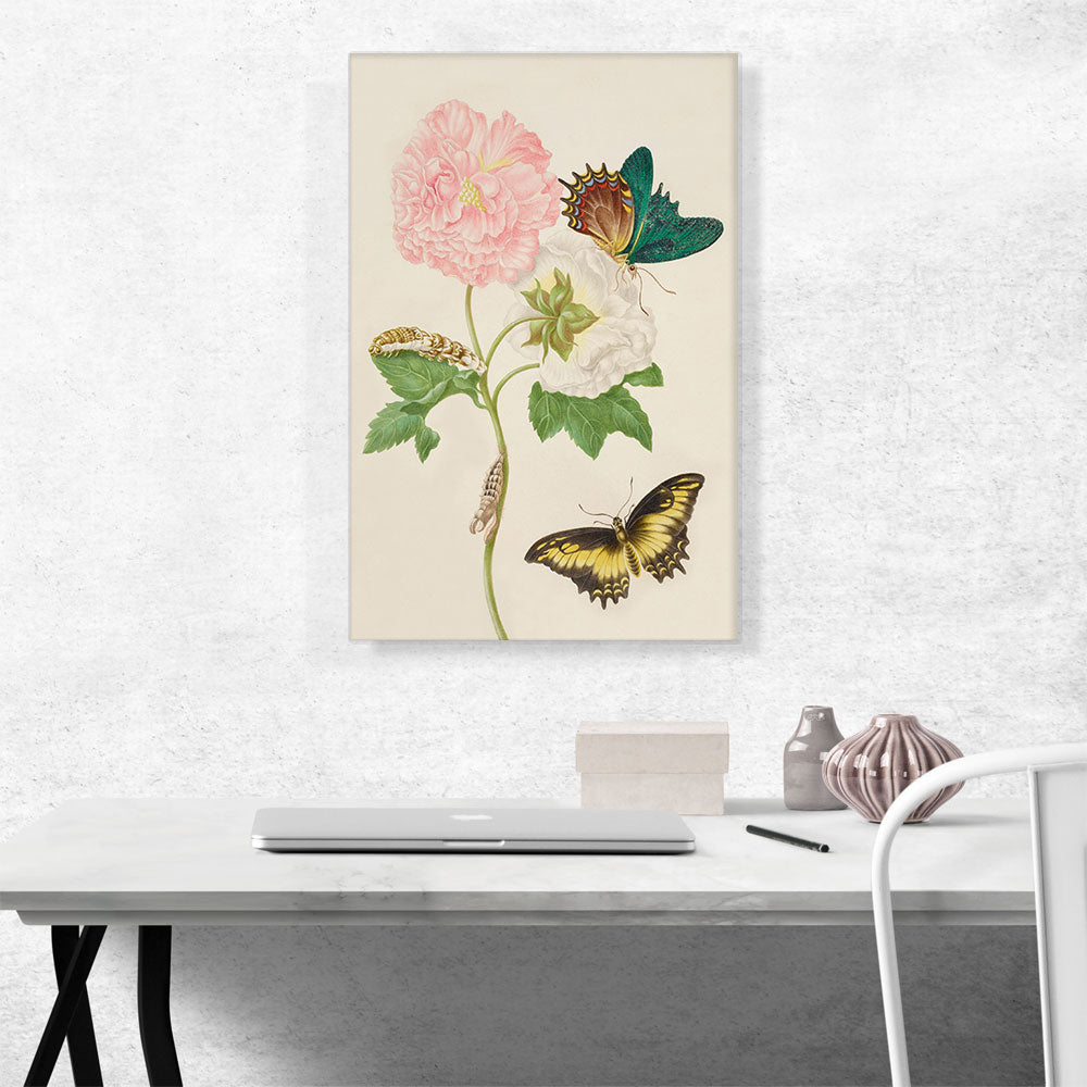 Confederate Rose With Androgeus Swallowtail Butterfly 1702