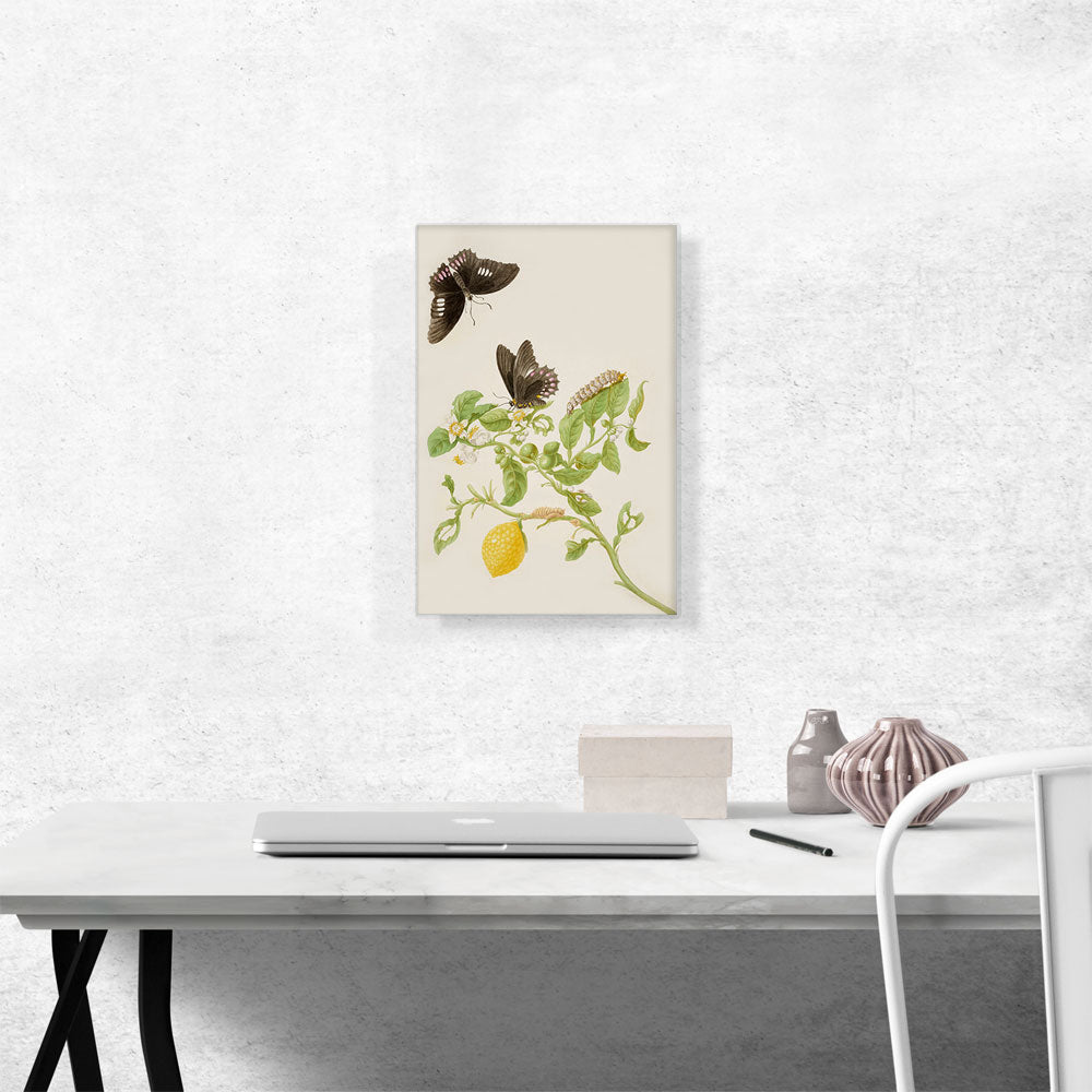 Key Lime With Ruby Spotted Swallowtail Butterfly 1702