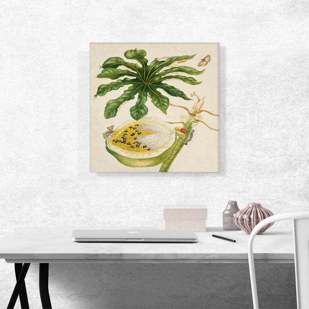 Papaya Plant with Nymphalidae Butterfly 1702