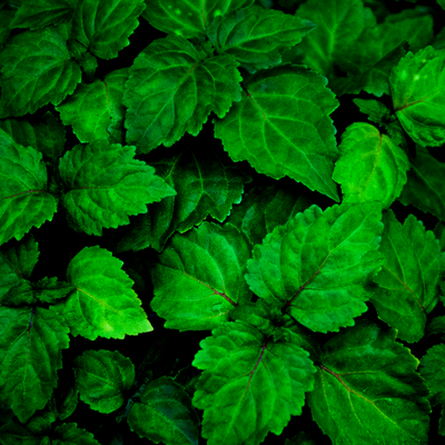 ETERISKE OLJE - PATCHOULI