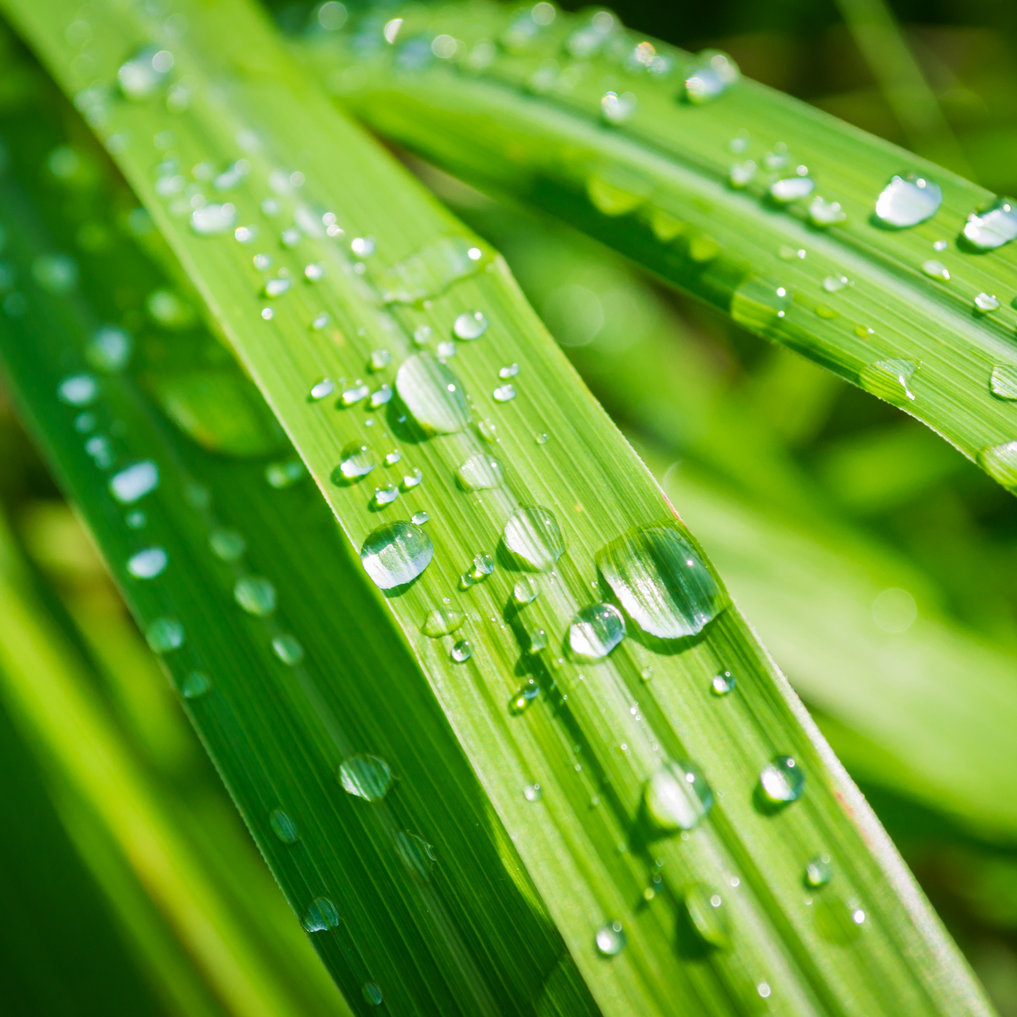 ETERISKE OLJE - SITRONGRESS