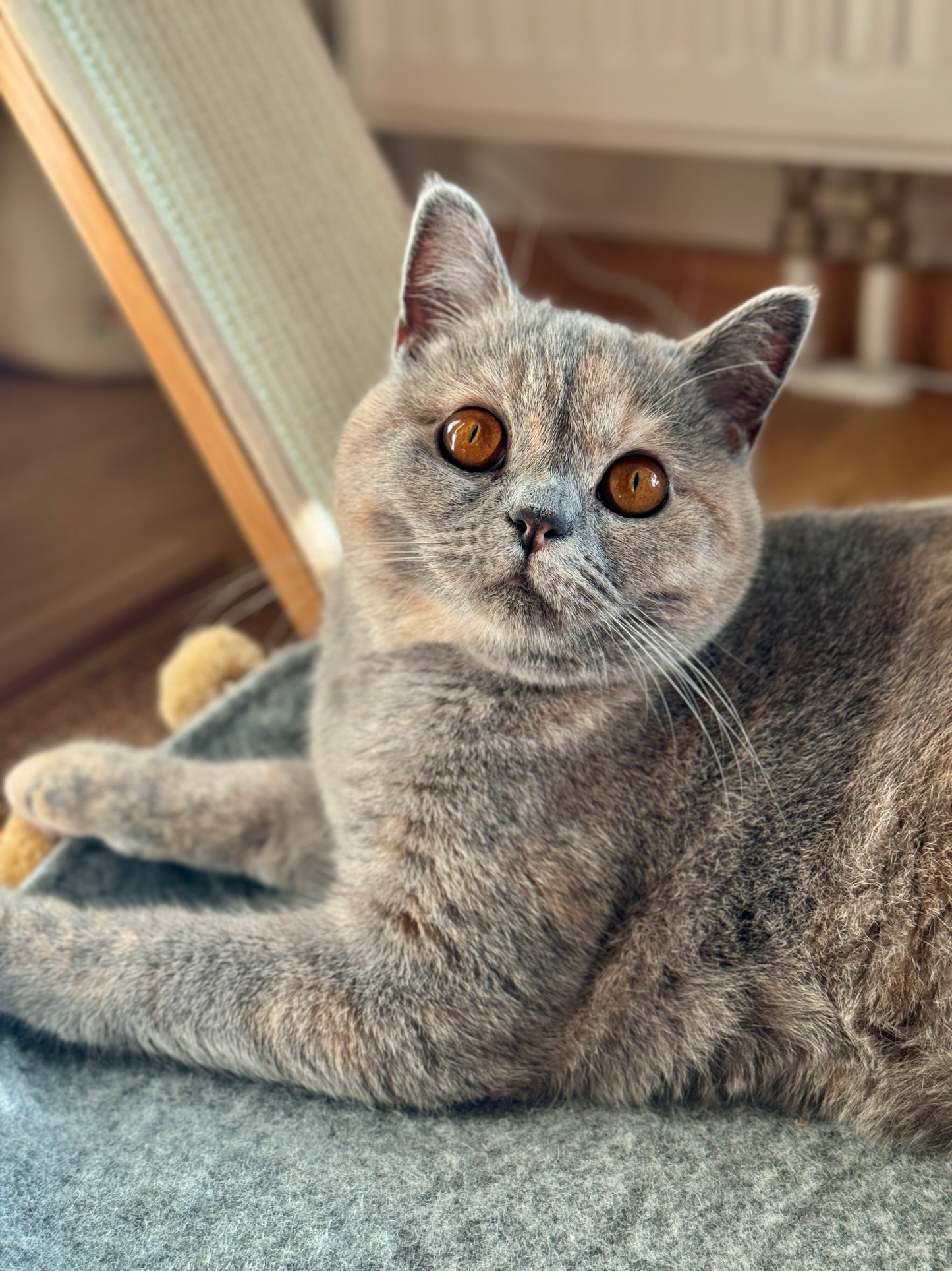 Saveplace® Round Pet Mat -  Various Colors BIG PomPom, 2 Sizes