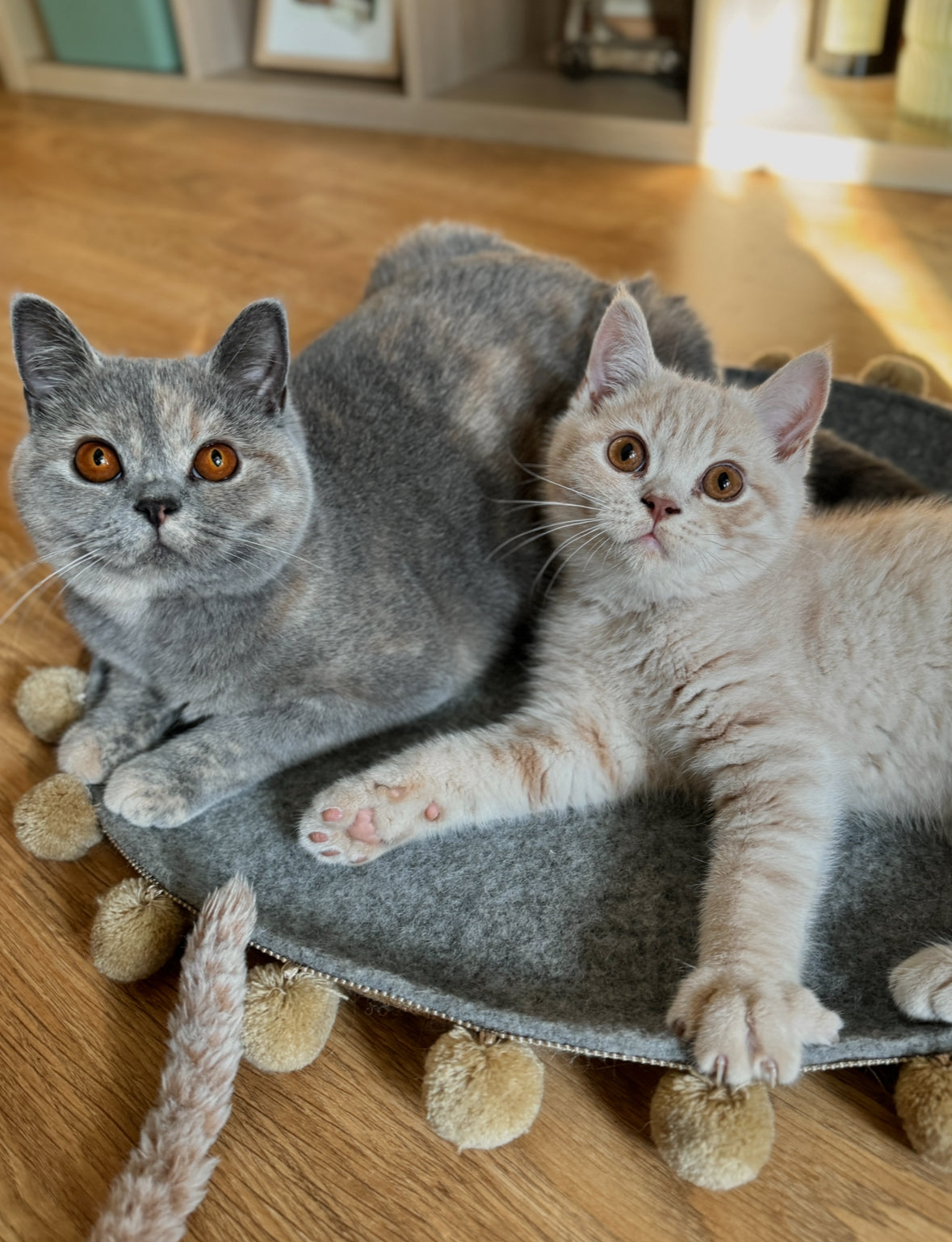 Saveplace® Round Pet Mat -  Various Colors BIG PomPom, 2 Sizes