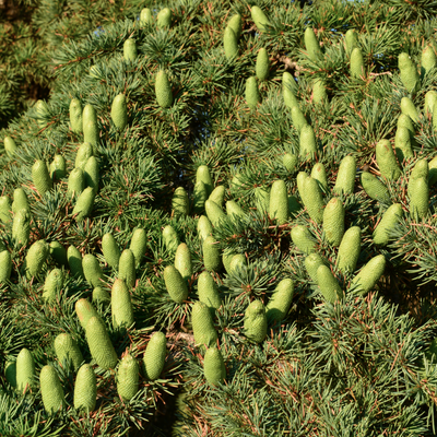 ETERISKE OLJE - SEDERTRE