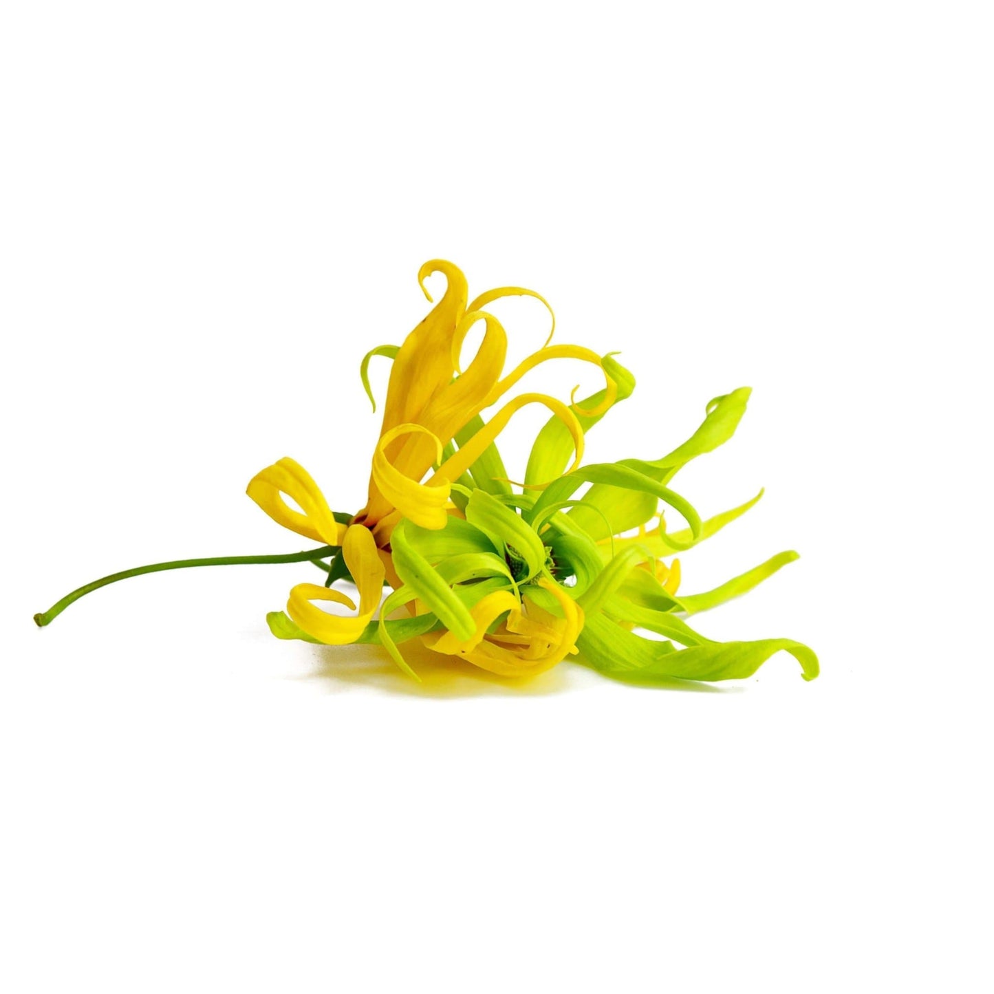 Déodorant Ylang-Ylang