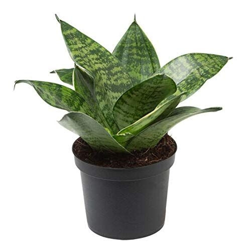 Artificial Sanseveria Green Hanni Plant Snake Plant Good Luck Plant