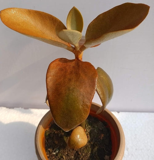 Artificial Succulent Plant, KALANCHOE ORGYALIS (SIZE-10x10cm)