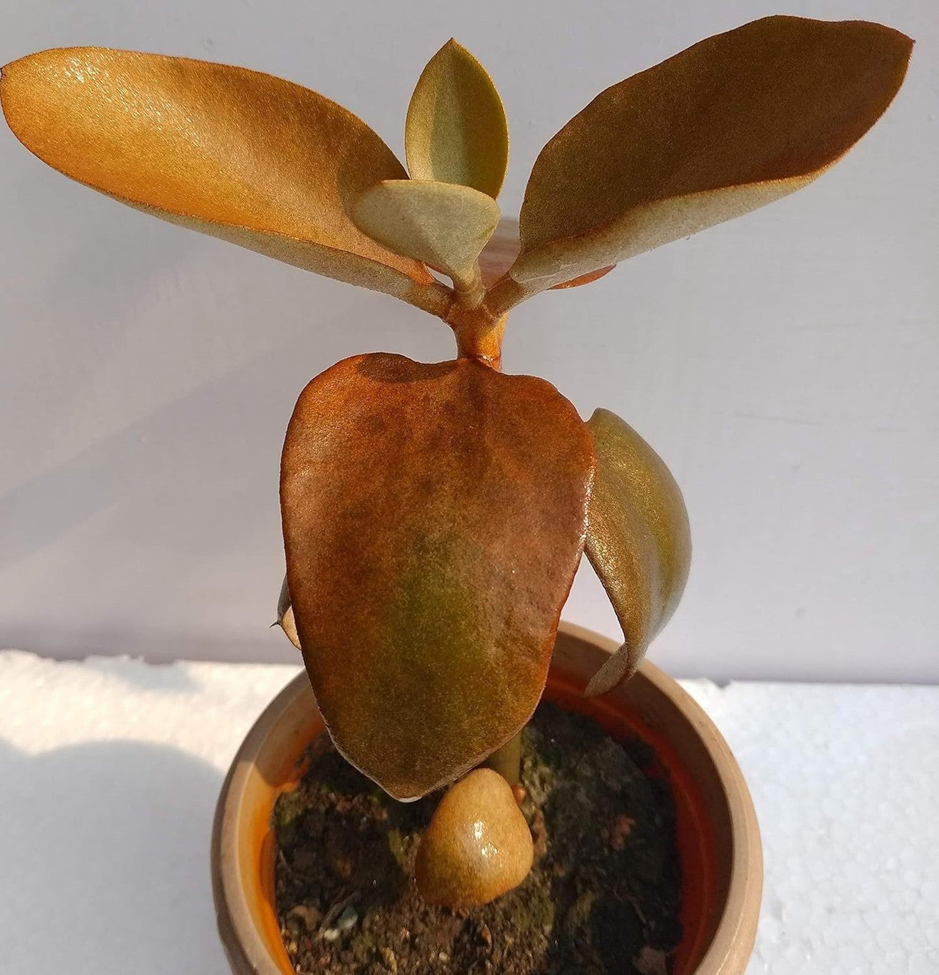 Artificial Succulent Plant, KALANCHOE ORGYALIS (SIZE-10x10cm)