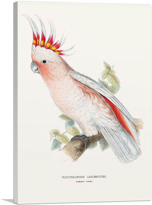 Leadbeater's Cockatoo