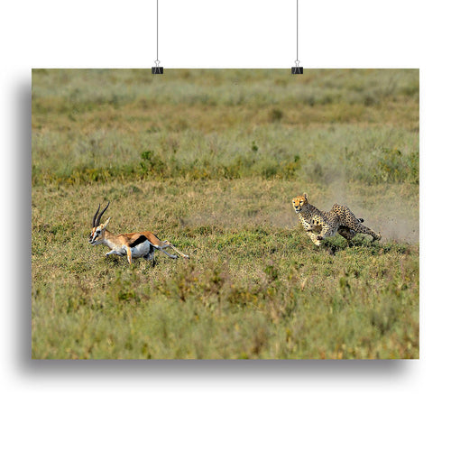 Cheetah Hunting Canvas Print or Poster