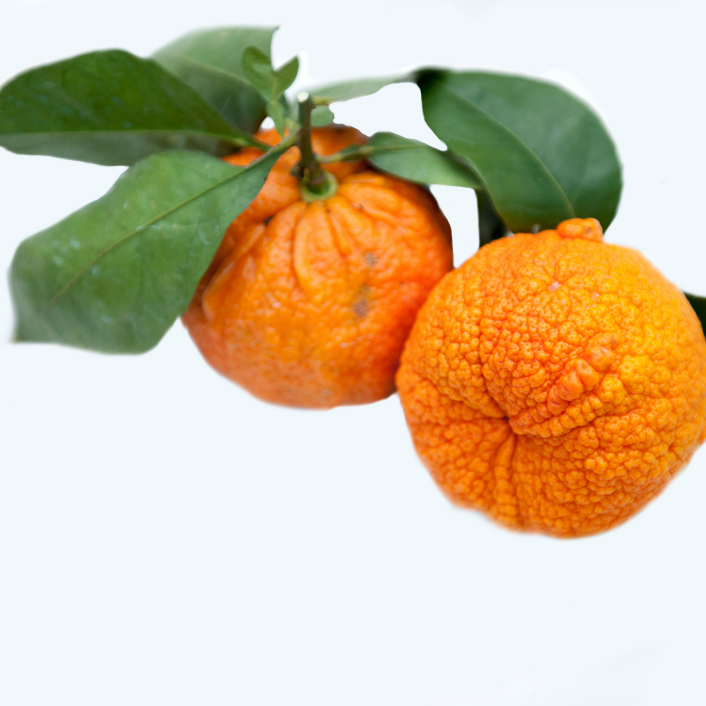 ETERISKE OLJE-  BITTER APPELSIN