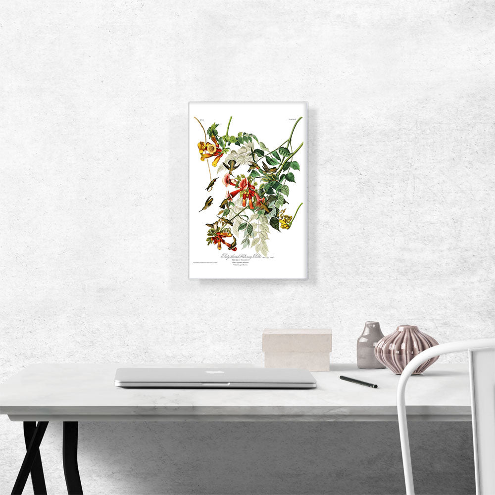 Ruby Throated Humming