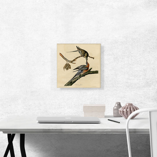 Passenger Pigeon