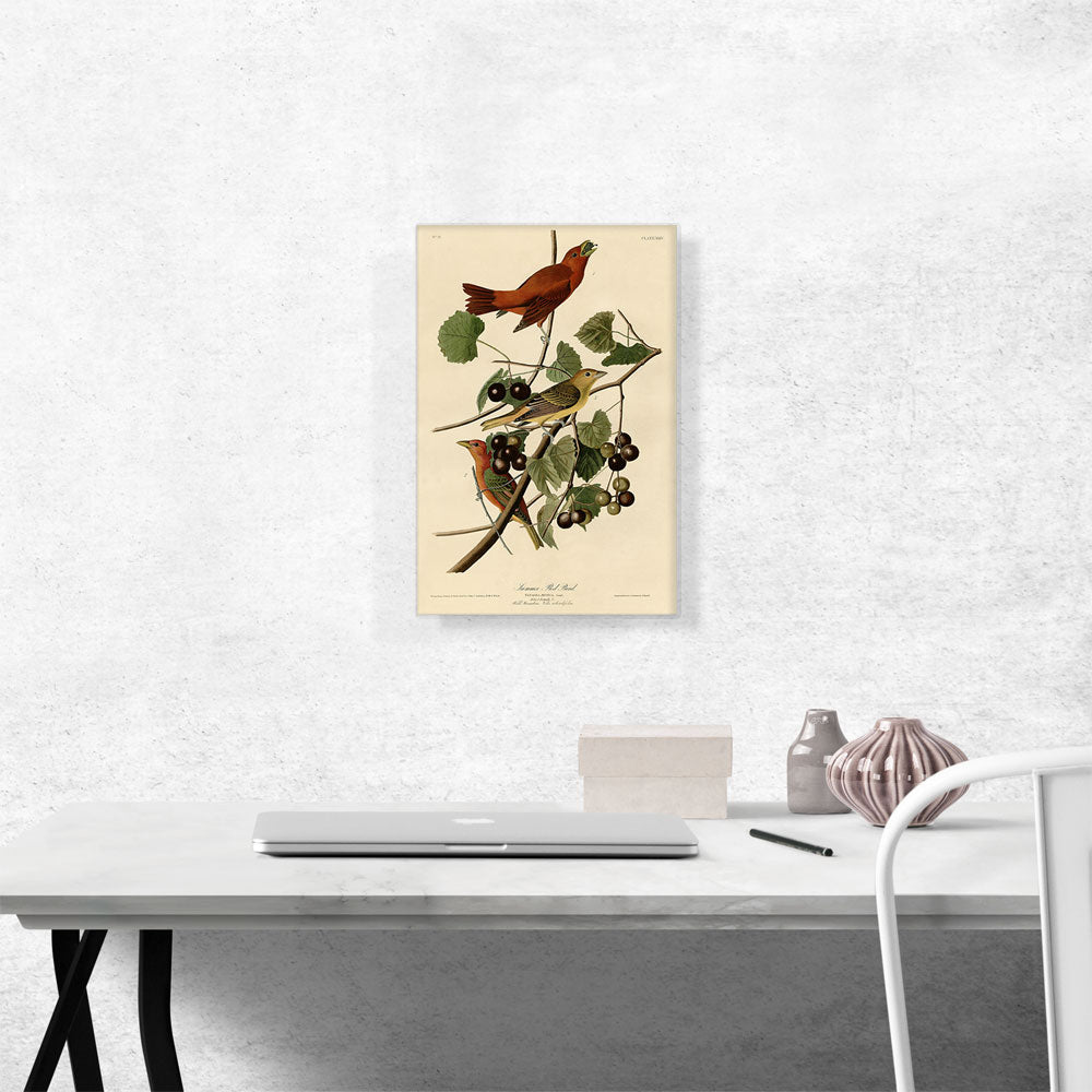 Summer Tanager - Summer Red Bird