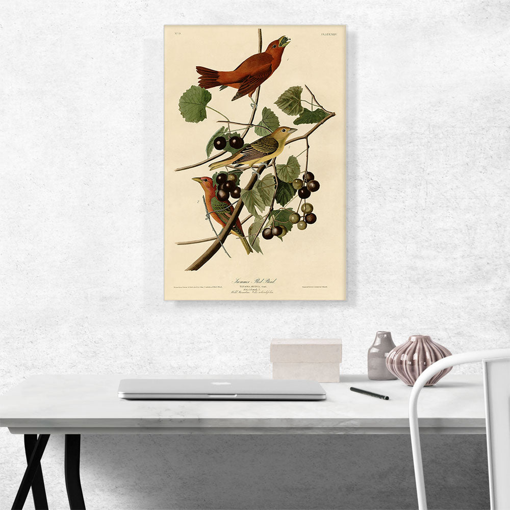 Summer Tanager - Summer Red Bird