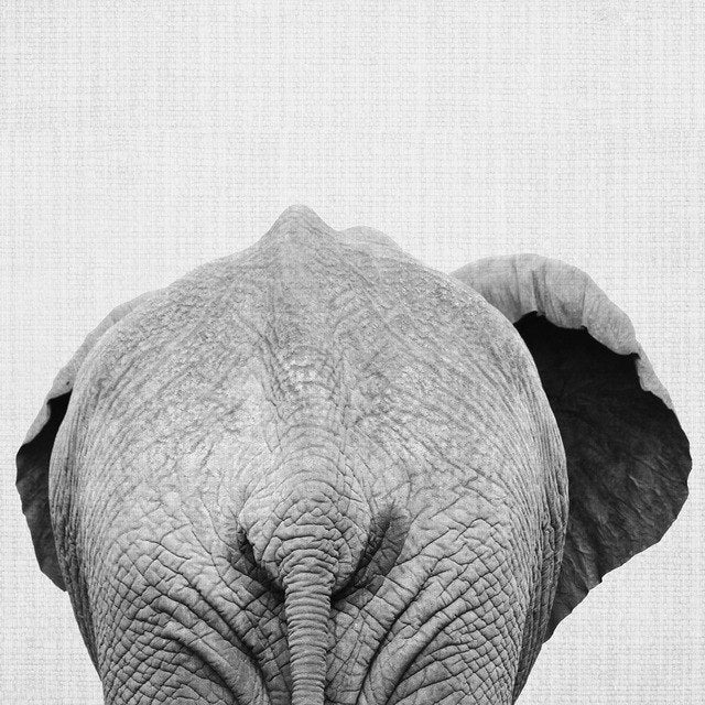 Animal Elephant Butt Canvas Print Modern Decor