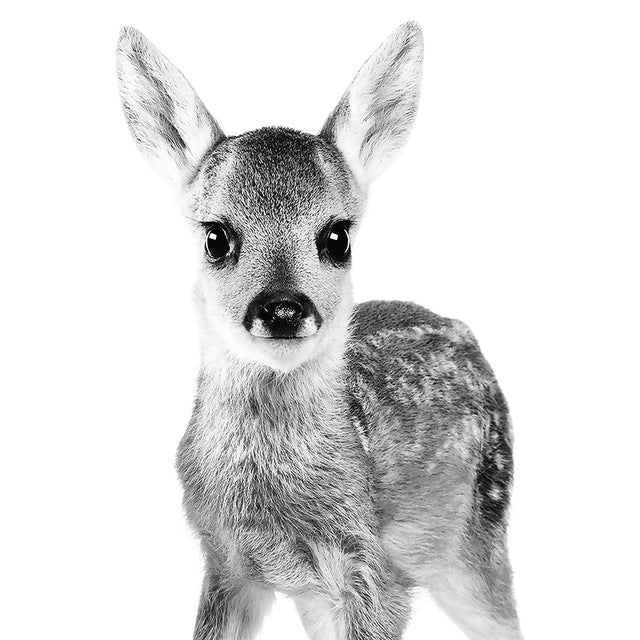 Baby Animal Deer Canvas Art Print Wall Picture ,