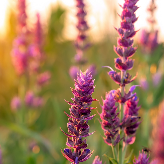 ETERISKE OLJE-  CLARY SAGE