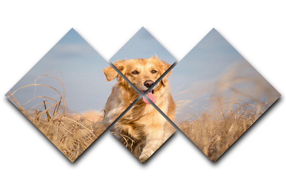 Golden retriever dog running outdoor 4 Square Multi Panel Canvas