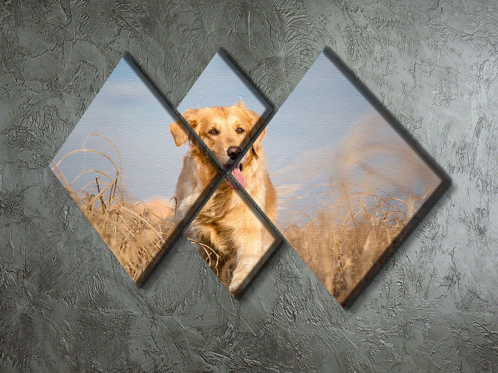 Golden retriever dog running outdoor 4 Square Multi Panel Canvas