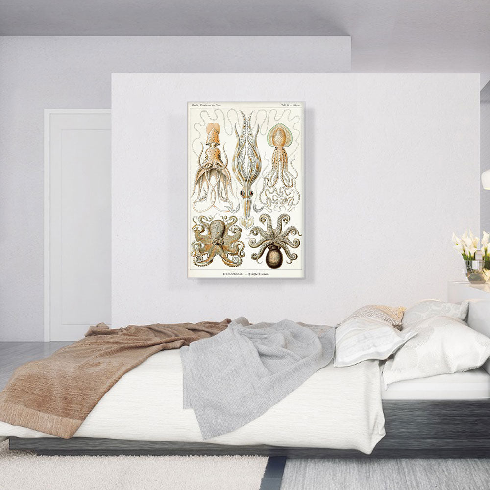 Cephalopods Squid Octopus 1899