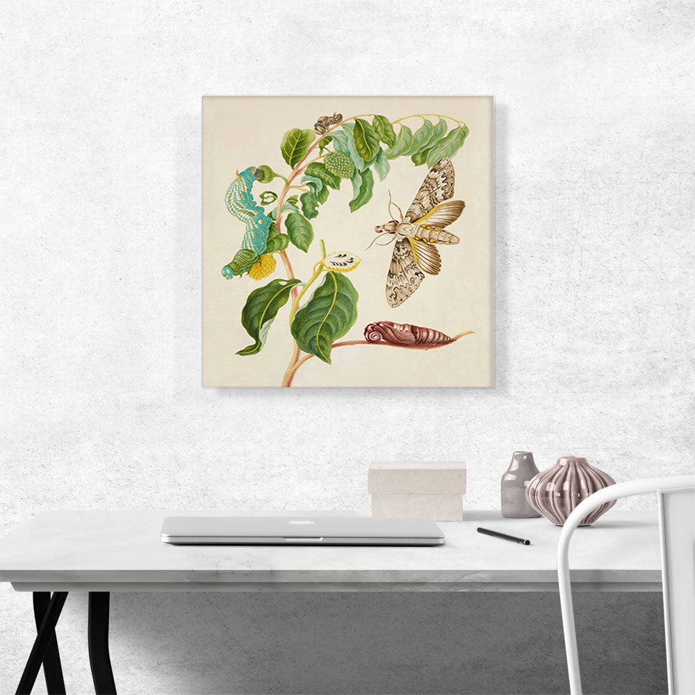 Caterpillar Chrysalis Of Cluentius Sphinx Moth Giant Sphinx Moth