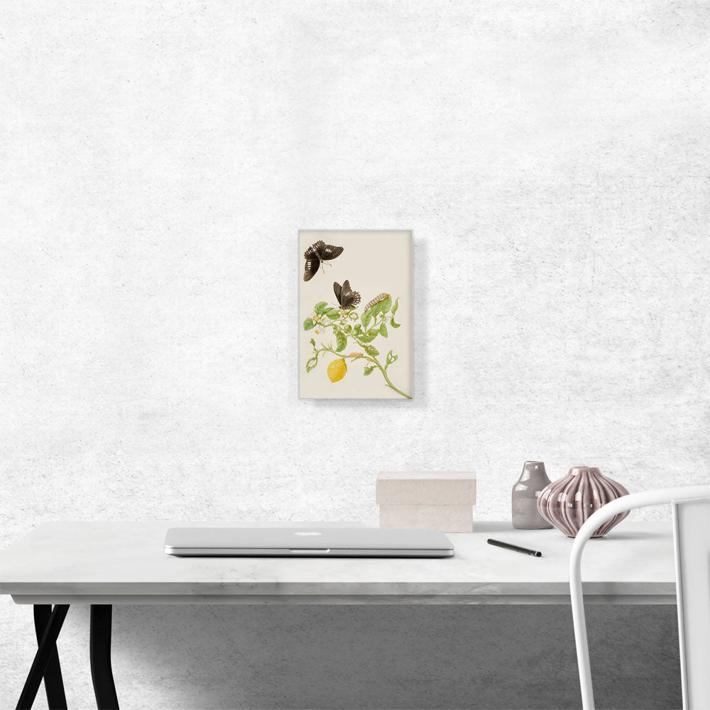 Key Lime With Ruby Spotted Swallowtail Butterfly 1702