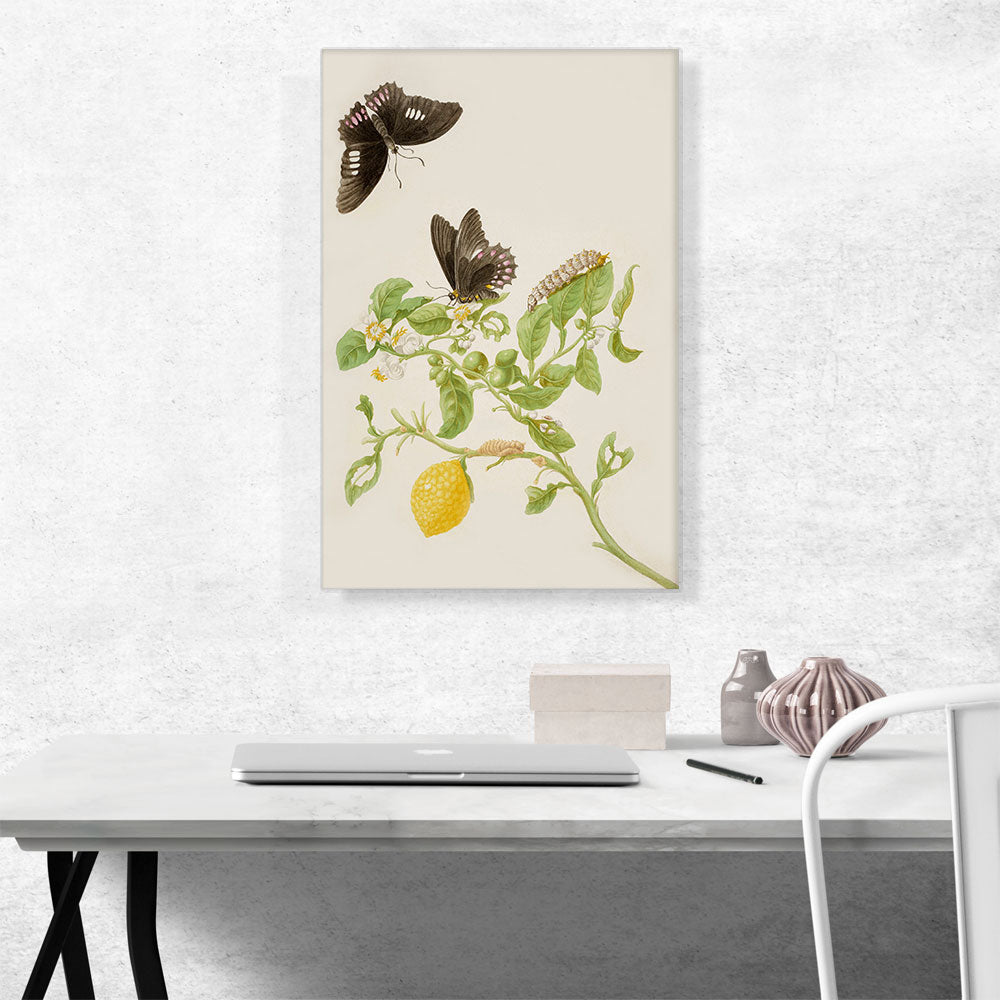 Key Lime With Ruby Spotted Swallowtail Butterfly 1702