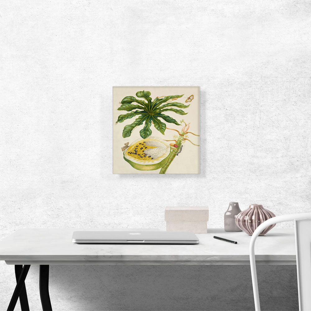 Papaya Plant with Nymphalidae Butterfly 1702