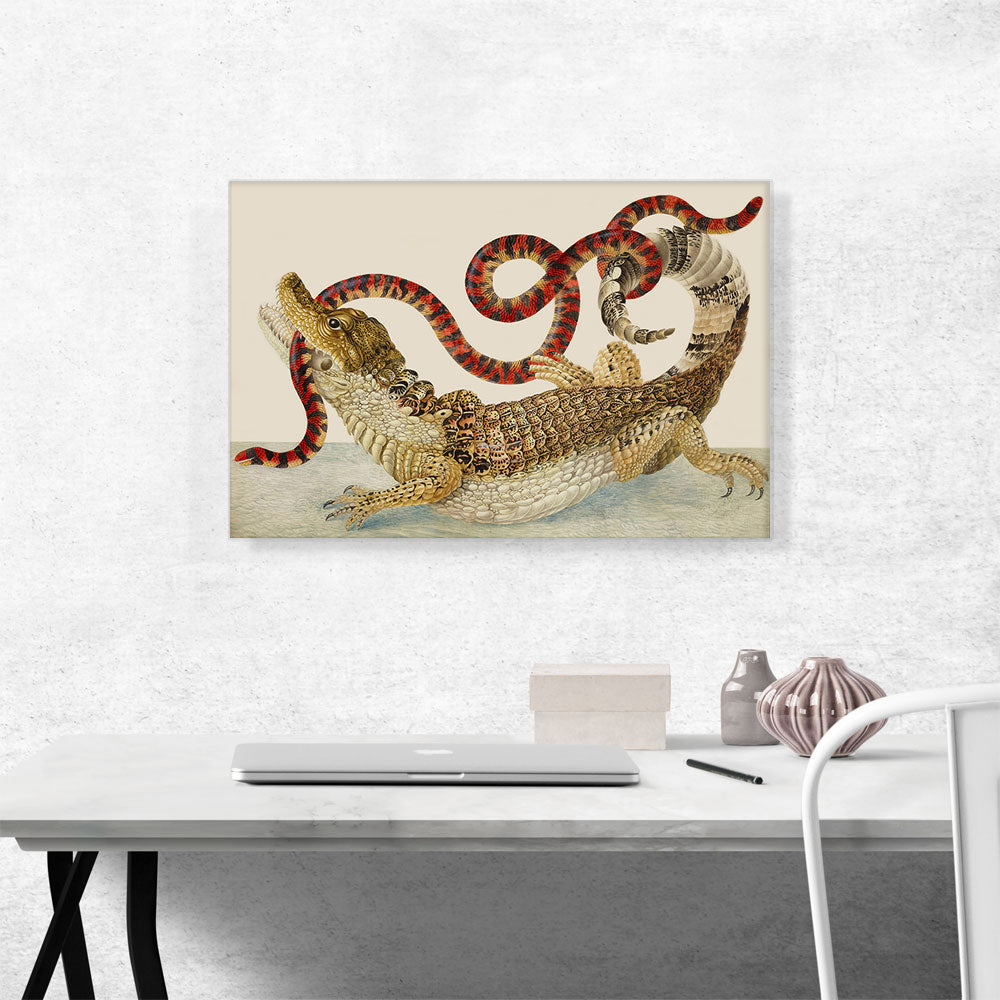 Spectacled Caiman South American False Coral Snake 1705