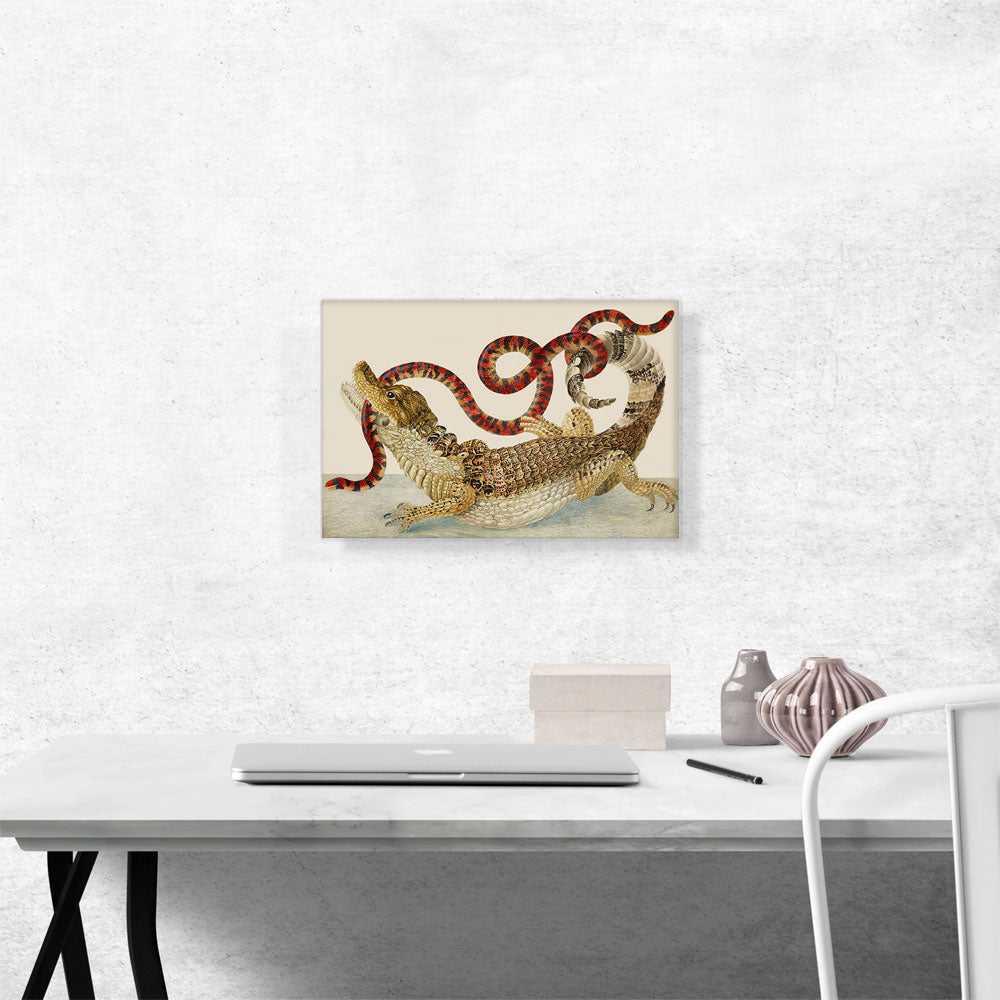 Spectacled Caiman South American False Coral Snake 1705