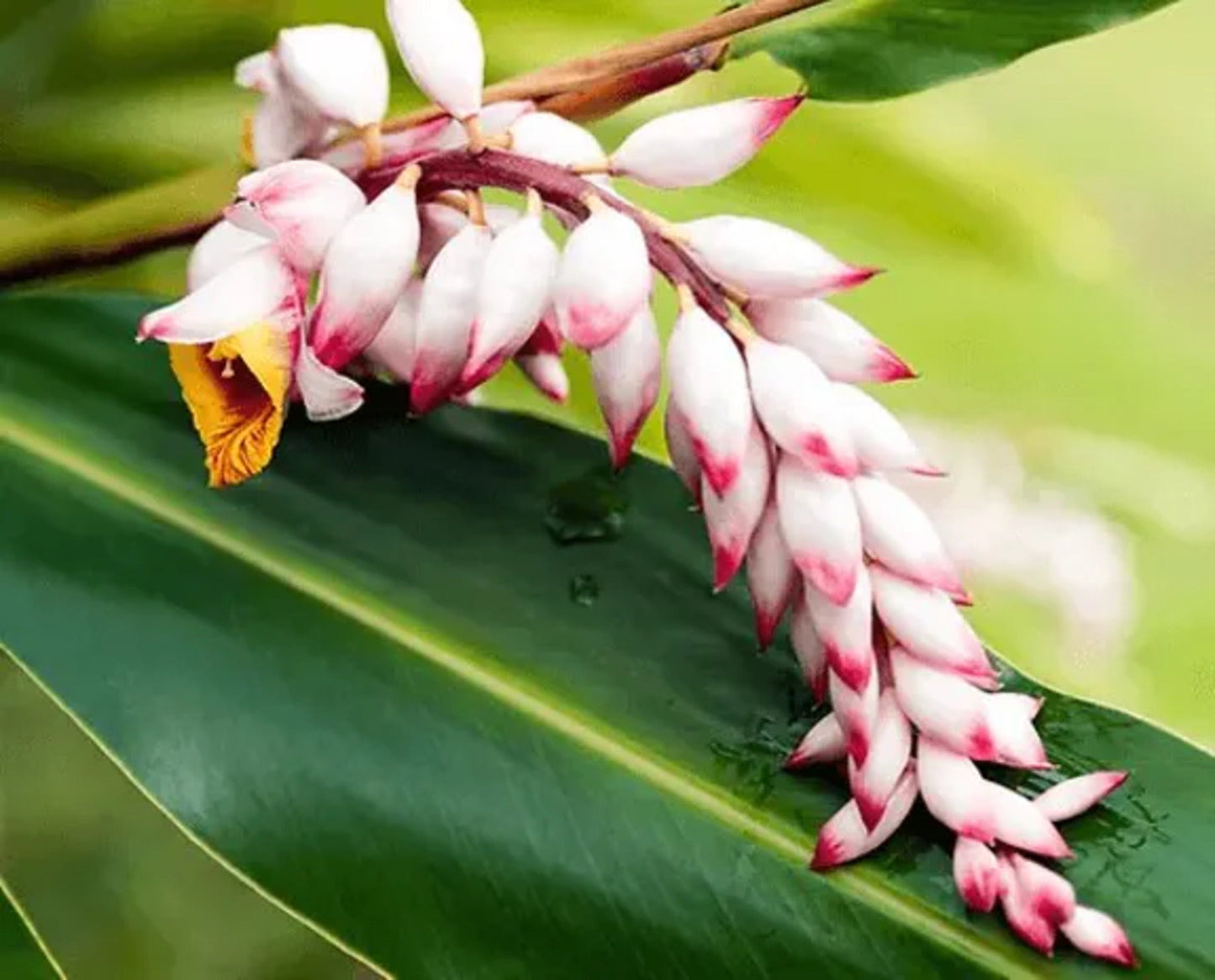 Concentré jeunesse huile visage Getto et Ashitaba