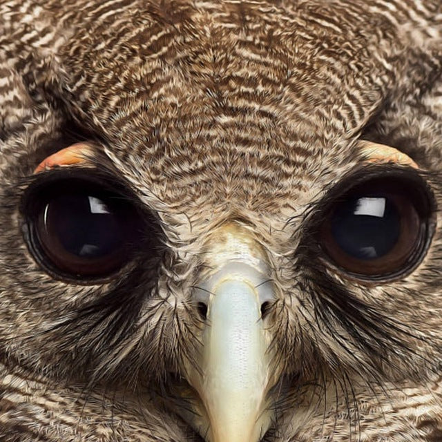 Scandinavian Animal Owl Realistic Painting Canvas